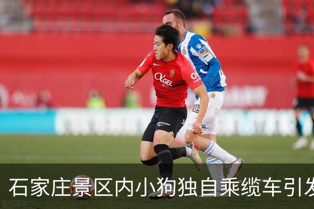 石家庄景区内小狗独自乘缆车引发关注，管理层将加强监督